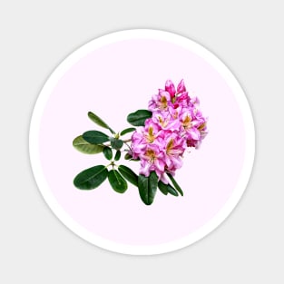 Pale Pink Rhododendron Magnet